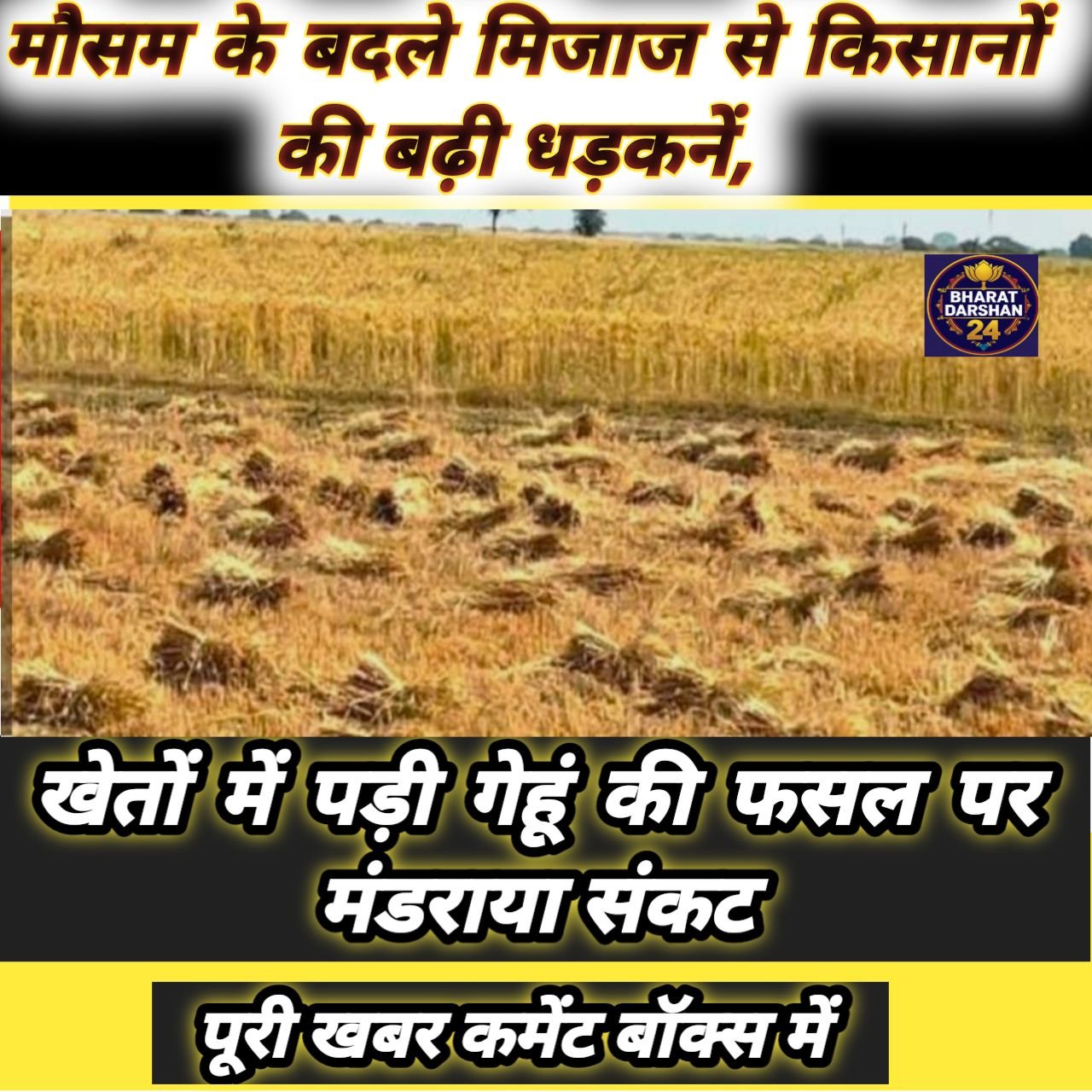 मौसम के बदले मिजाज से किसानों की बढ़ी धड़कनें, खेतों में पड़ी गेहूं की फसल पर मंडराया संकट।