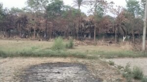 नगर पंचायत की लापरवाही से किसानों पर बरपा कहर, कचरे की आग में जलकर खाक हुए 62 फलदार पेड़